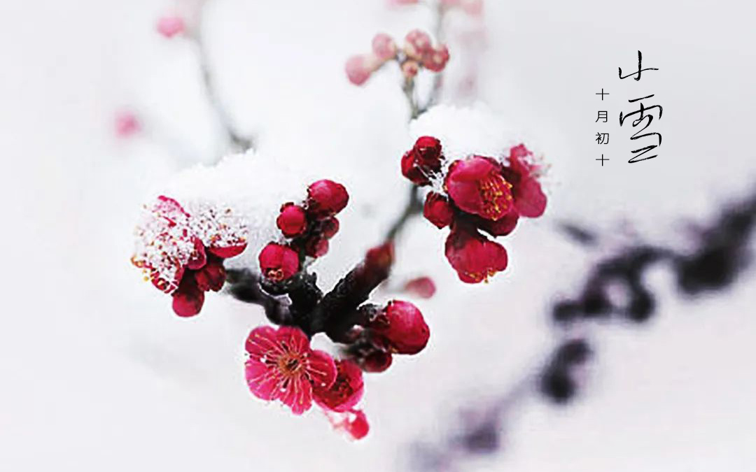 二十四节气┃小雪 小雪天地清寒，，，，，，，境揽冬韵风华